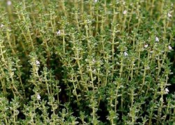 Thymus vulgaris / Kerti kakukkfű